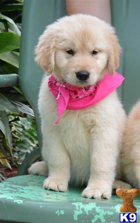 a golden retriever puppy wearing a pink bow