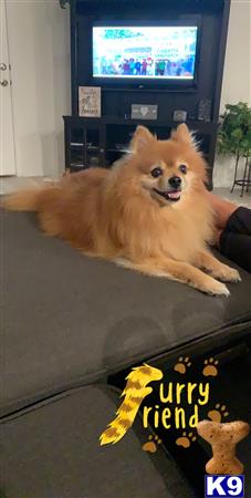 a pomeranian dog lying on a couch