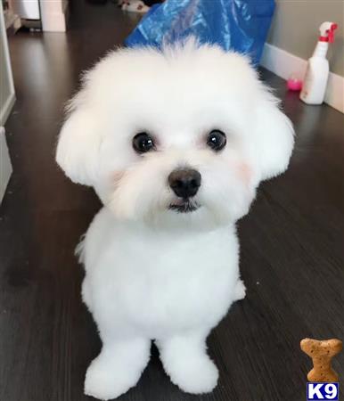 a white maltese dog with a blue hat