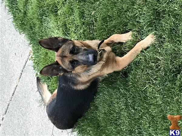 a german shepherd dog lying on grass