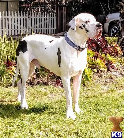 a great dane dog standing on grass