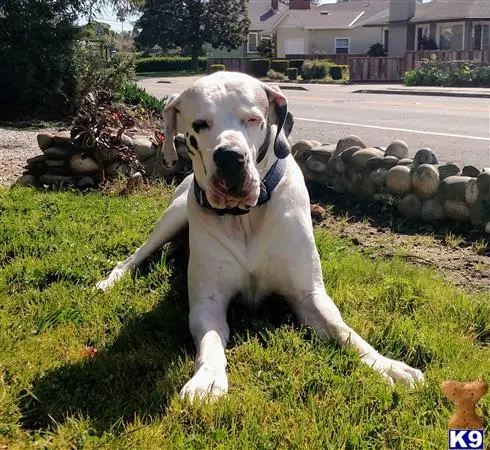 a great dane dog sitting in the grass