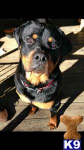 a rottweiler dog wearing a harness