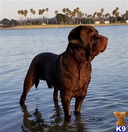 a labrador retriever dog standing in water