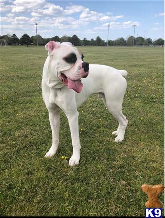 a boxer dog standing in a grassy field