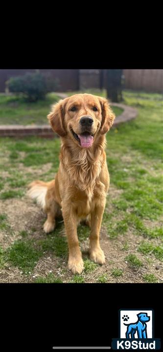 a golden retriever dog sitting on grass