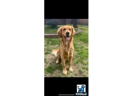 a golden retriever dog sitting on grass