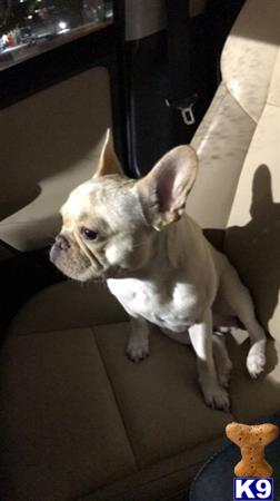 a french bulldog dog sitting on the floor