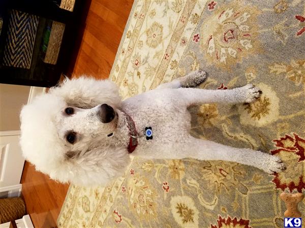 a white poodle dog lying on a bed