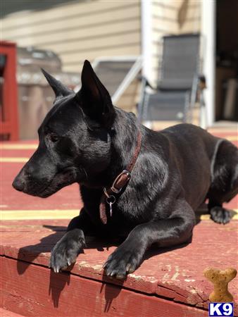 a black belgian malinois dog sitting on a red surface