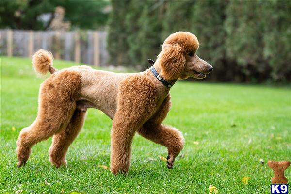 a poodle dog running in a yard