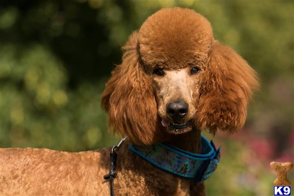 a poodle dog wearing a harness