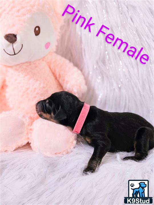 a doberman pinscher dog lying on a bed next to a stuffed animal