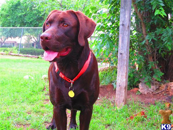 Labrador Retriever stud dog