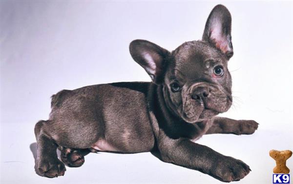 a french bulldog dog lying on its back