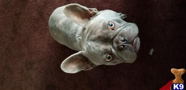 a grey fish with large eyes