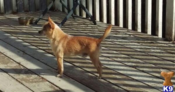 a chihuahua dog standing on a porch