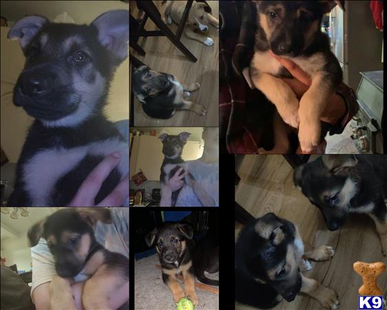 a collage of a german shepherd dog