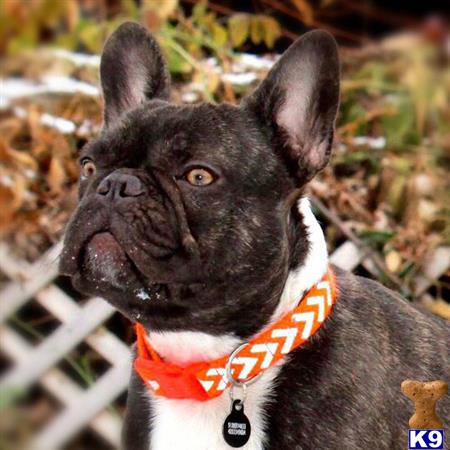 a french bulldog dog with its mouth open