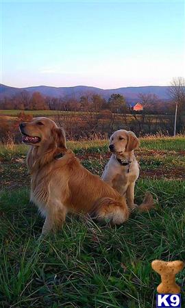 two golden retriever dogs sitting in grass