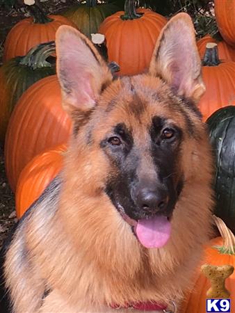 a german shepherd dog with its tongue out in front of a pumpkin