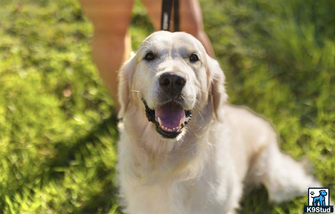 a golden retriever dog with its mouth open