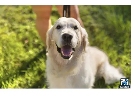 a golden retriever dog with its mouth open