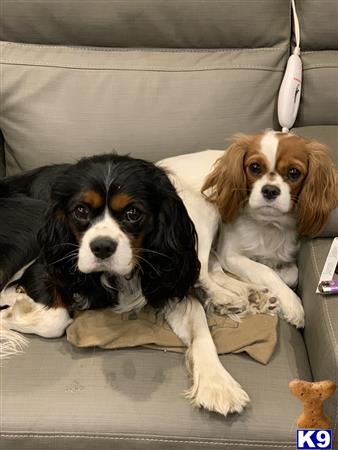 a couple of cavalier king charles spaniel dogs sitting in a car