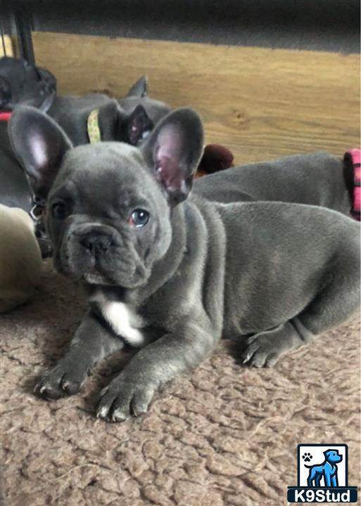 a french bulldog dog lying on the ground