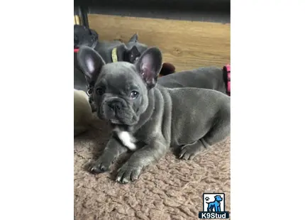 a french bulldog dog lying on the ground