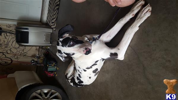 a great dane dog with a cone on its head