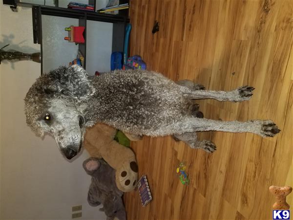 a stuffed animal on a wood floor