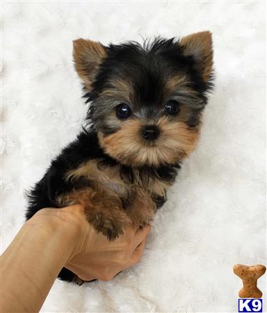 Yorkshire Terrier Puppy for Sale: Yorshire Puppies 3 Years old