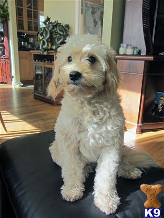 a goldendoodles dog sitting on a couch