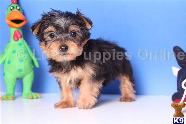 yorkie bear puppies sale