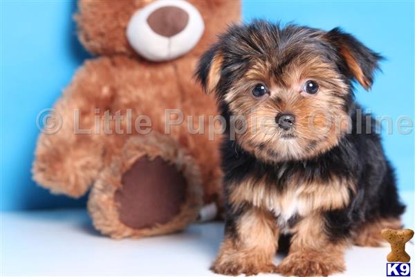 yorkie bear puppies sale