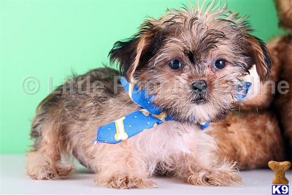 yorkie bear puppies sale