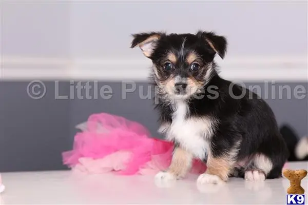 a small yorkshire terrier dog sitting on a pink blanket