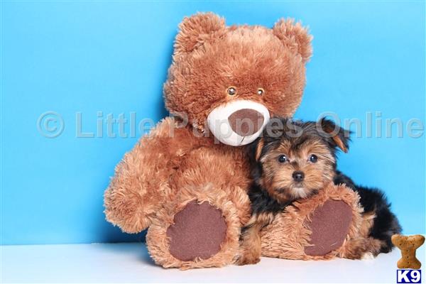 yorkie bear puppies sale