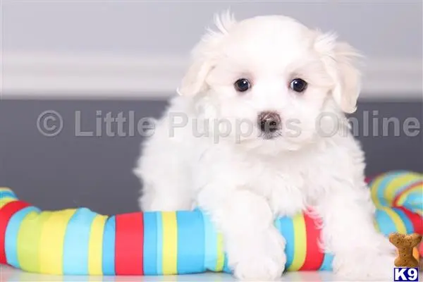 a white maltese dog with a blue and yellow striped blanket