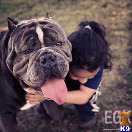 a american bully dog licking a person