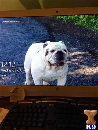 a english bulldog dog standing on a rug