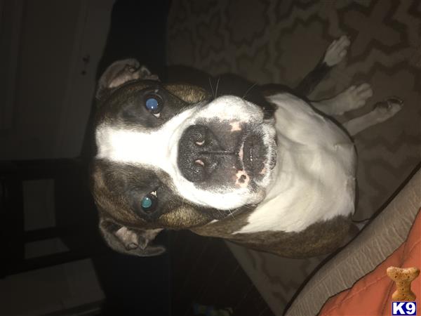 a boxer dog lying on a bed