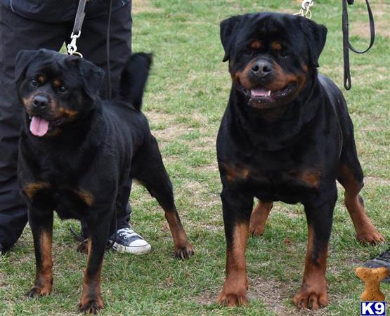 a couple of rottweiler dogs