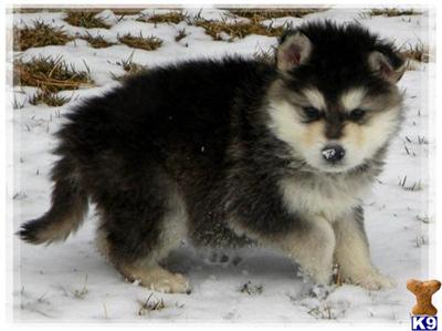 Wolf Dog Puppy for Sale: ALASKAN MALAMUTE HYBRID PUPPIES 12 Years old