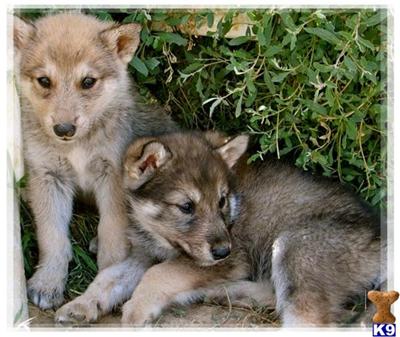 Wolf Dog Puppy for Sale: CALIFORNIA WOLF PUPS 13 Years old