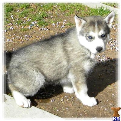 Wolf Dog Puppy for Sale: RARE EXOTIC LOOKING HYBRID PUPPIES 13 Years old
