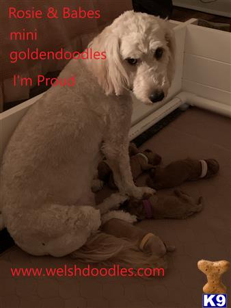 a goldendoodles dog sitting on a pile of baby dolls