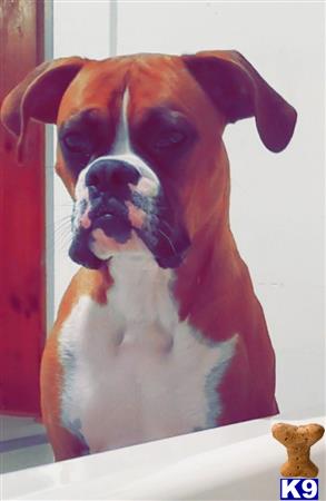 a boxer dog with its mouth open