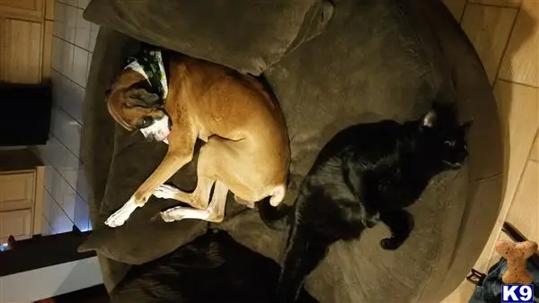 a cat lying on a couch with a boxer dog lying on it